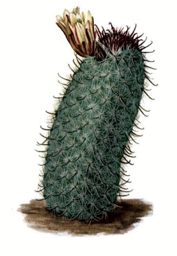Peninsular fishhook cactus