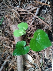 Viola ocellata