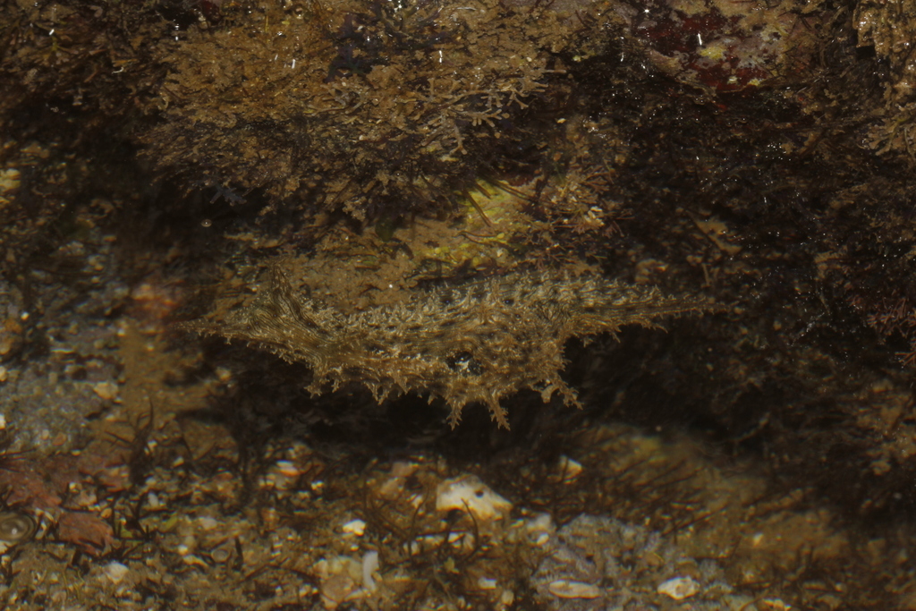 Rickett's Lined Sea Hare
