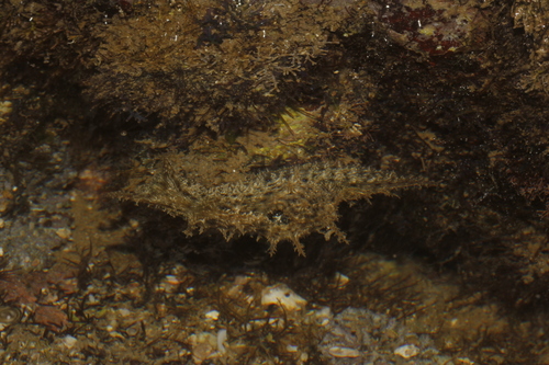 Rickett's Lined Sea Hare