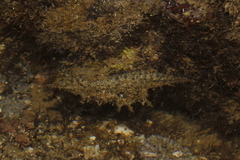 Stylocheilus rickettsi