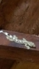 Thecadactylus solimoensis
