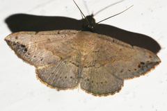 Maxera marchalii