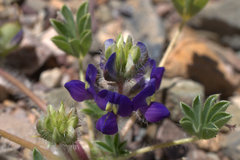 Lupinus flavoculatus