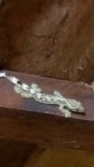 Thecadactylus solimoensis