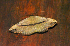 Maxera marchalii