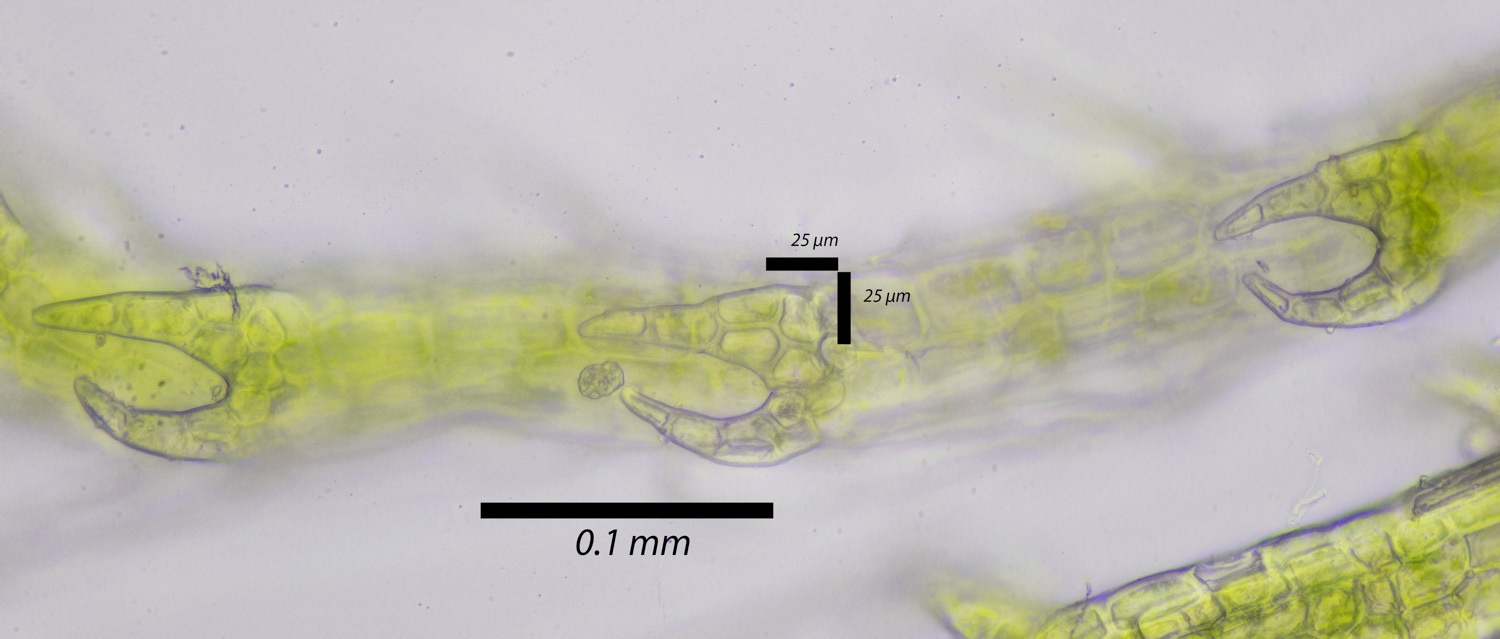 Cephalozia macounii