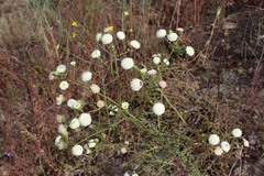 Chaenactis artemisiifolia