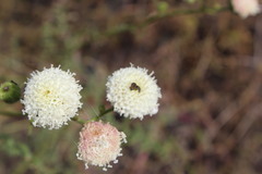 Chaenactis artemisiifolia