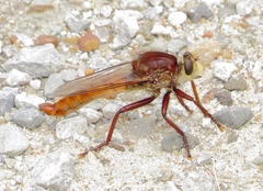 Proctacanthus hinei