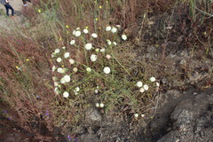 Chaenactis artemisiifolia