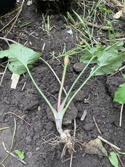 Gefleckter Aronstab (Arum maculatum): Herkunft und Verwendung — Foto 2