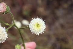 Chaenactis artemisiifolia