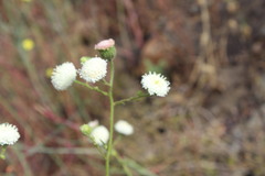 Chaenactis artemisiifolia