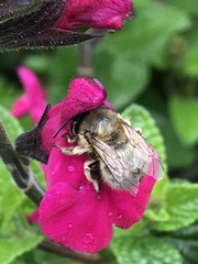 Anthophora plumipes