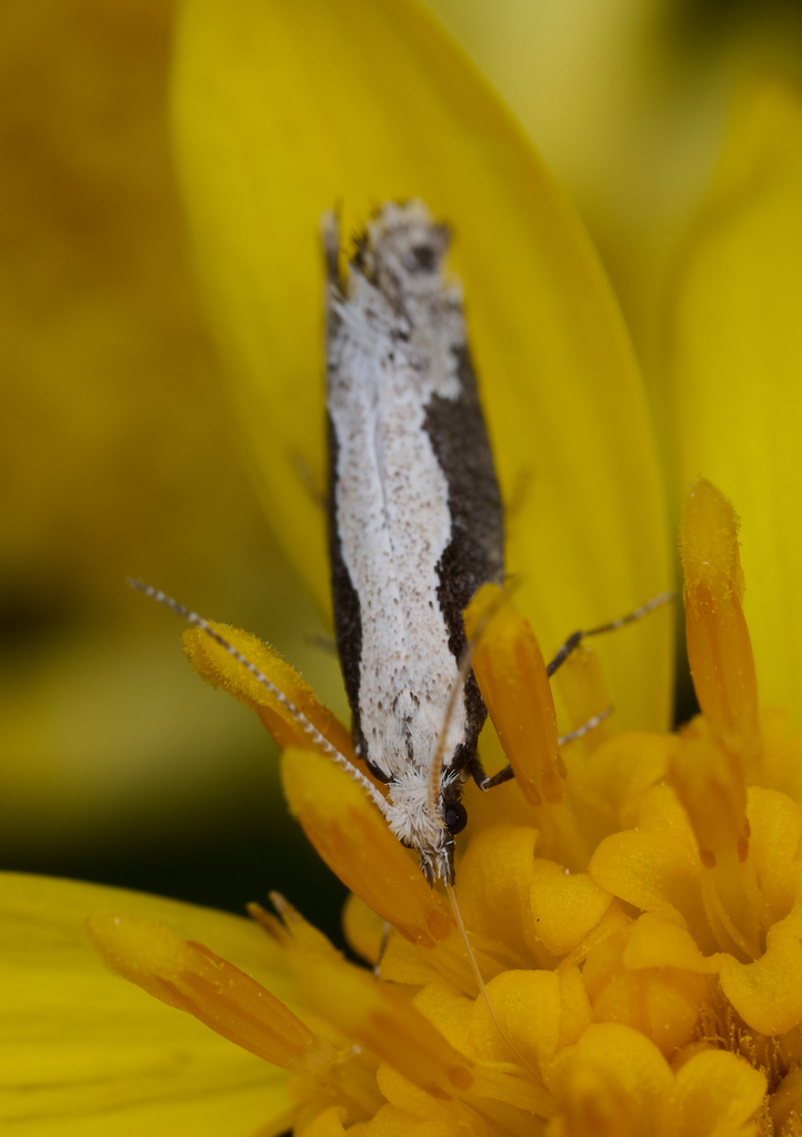 Eidophasia albidorsella