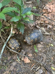 Terrapene carolina