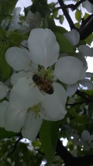 Apis mellifera
