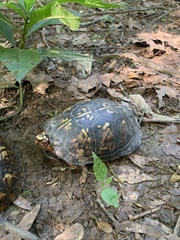 Terrapene carolina