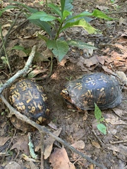 Terrapene carolina