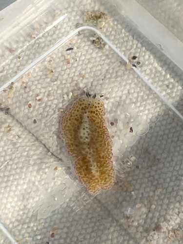 Thysanozoon tentaculatum observed 2024-05-04