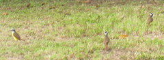 Pitangus sulphuratus