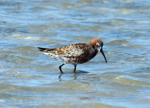 Correlimos zarapitín (Calidris ferruginea)