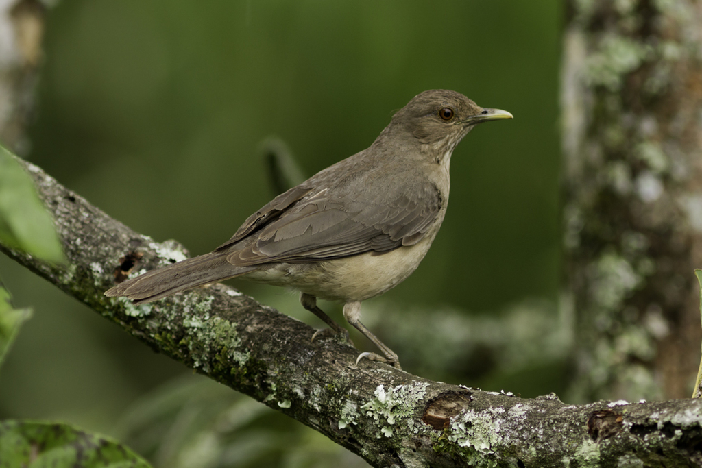 Clay-colored Thrush photo