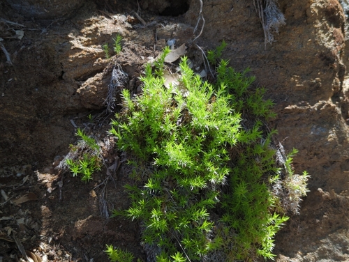 Image of Galium andrewsii by (c) Sergey, some rights reserved (CC BY)