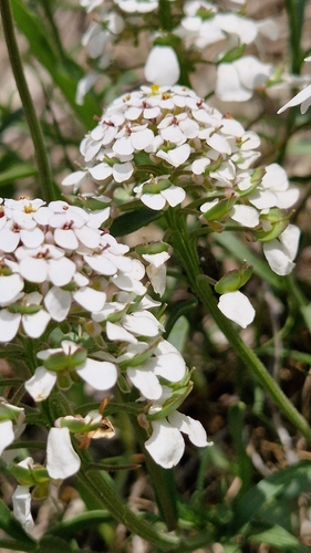 Image of Iberis simplex by (c) Алена Ручка, some rights reserved (CC BY)