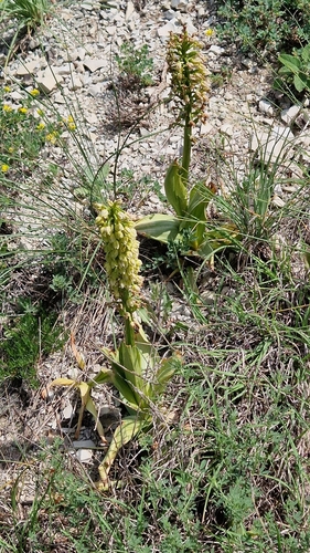 Image of Orchis punctulata by (c) Алена Ручка, some rights reserved (CC BY)