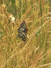 Euphydryas chalcedona chalcedona
