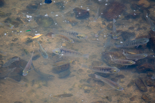 Mango tilapia (Sarotherodon galilaeus) — Cichlidae — 3