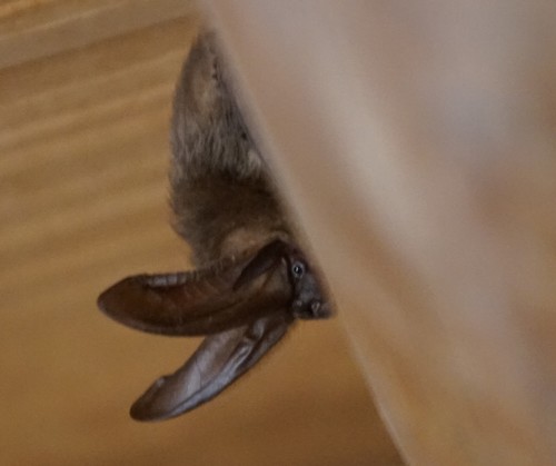 Townsend's Big-eared Bat