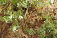 Cryptantha maritima