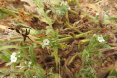Cryptantha maritima