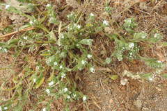 Cryptantha maritima