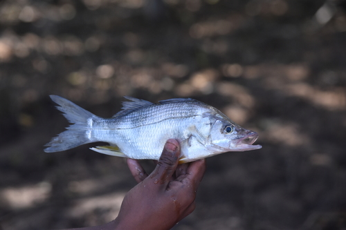 Little snook (Centropomus robalito) — Centropomidae — 2