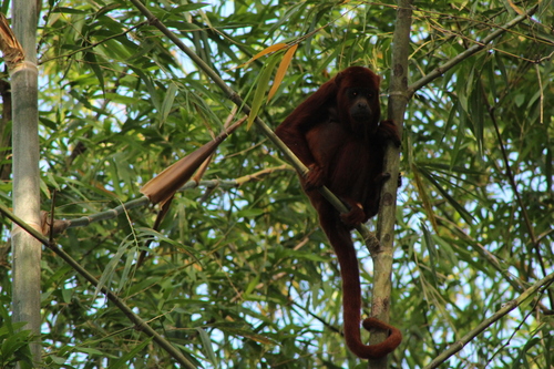 Colombian Red Howler Monkey, photo 9 of 9