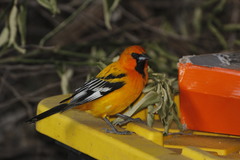 Icterus pustulatus graysonii