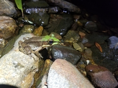 Lithobates juliani