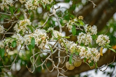 Tabernaemontana arborea