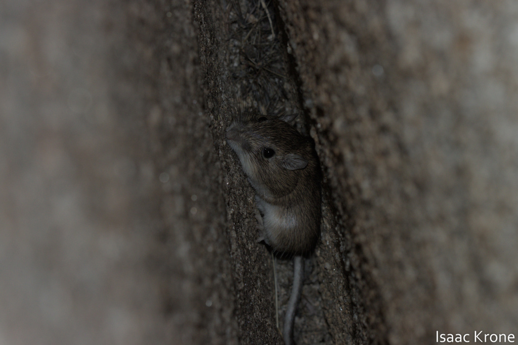 Pallid San Diego Pocket Mouse