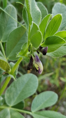 Image of Vicia narbonensis by (c) Алена Ручка, some rights reserved (CC BY)