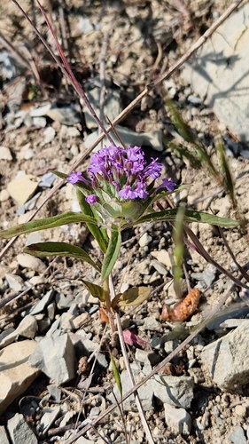 Image of Ziziphora capitata by (c) Алена Ручка, some rights reserved (CC BY)