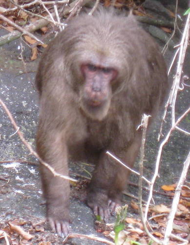 Macaca arctoides