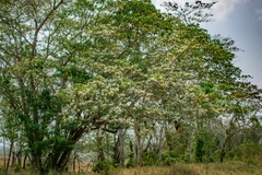 Tabernaemontana arborea