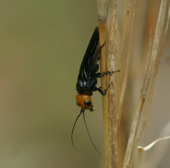 Pamphiliidae