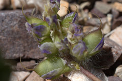 Lupinus flavoculatus