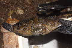 Cirrhitus rivulatus